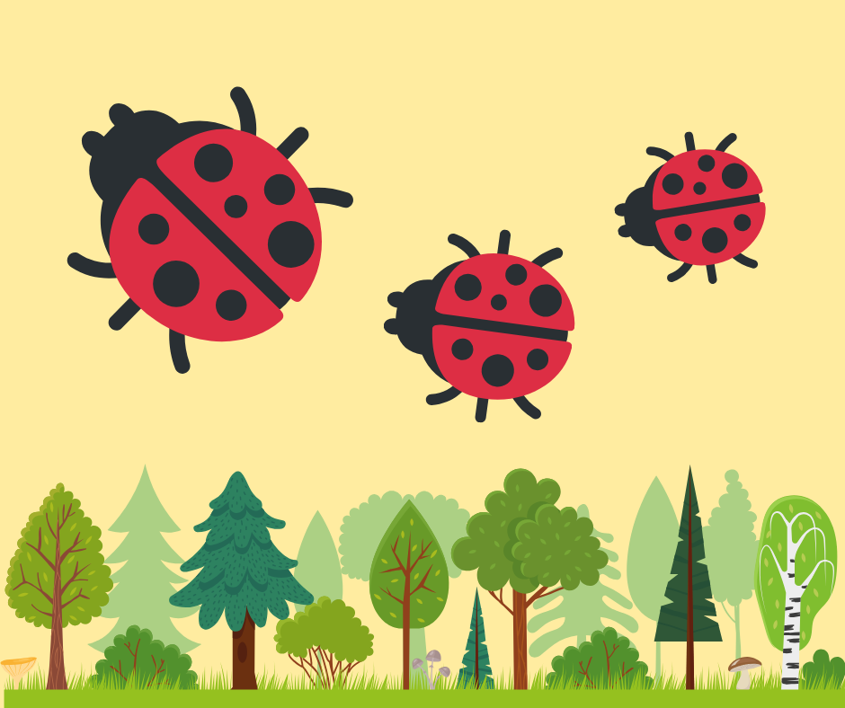 Ladybirds above trees