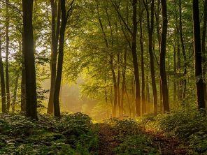 Sunlight streaming through woodland