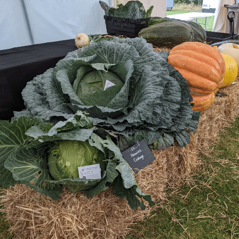 Prize winning cabbage on display at Rotherham Show