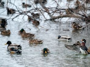 Ducks in water
