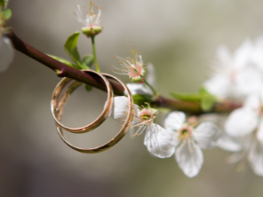 Wedding Rings on a branch
