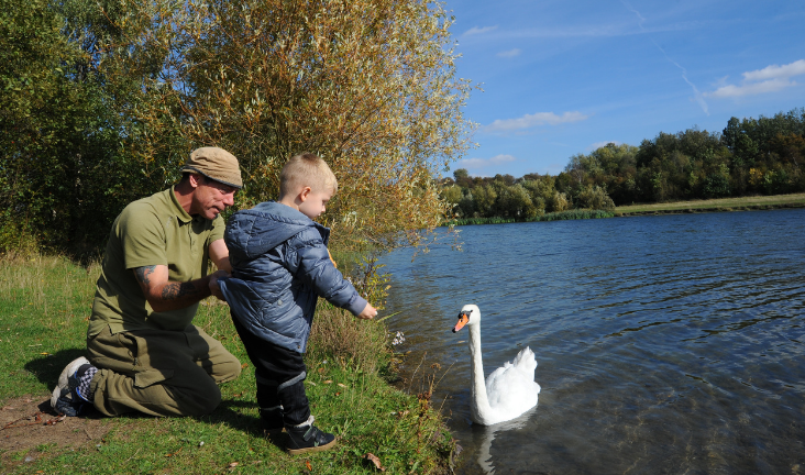 A man and his little boy feed a swan at a sunny lake side.