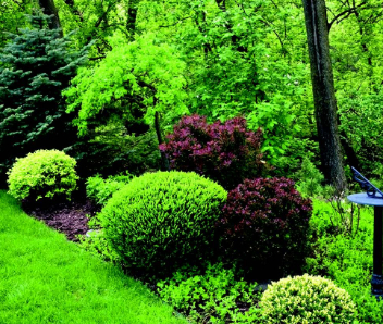 A picture of a woodland edge with greenery and bushes.