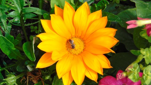 photo of a yellow garden flower