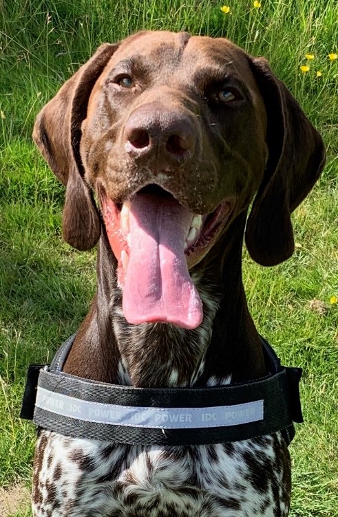 German Pointer Murphy