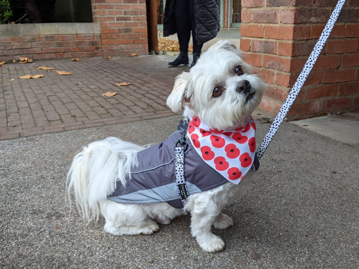 Small white dog on a lead and wearing a red and white poppy patterned neckerchief at 2021 Rotherham Remembers event