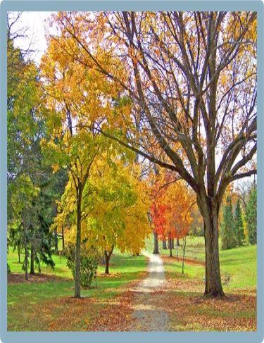 Tree in park