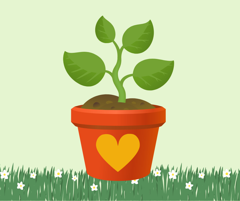 Plant in pot