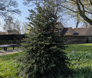 A plain Christmas tree on grass.