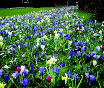 A flowerbed shown with colourful flowers.