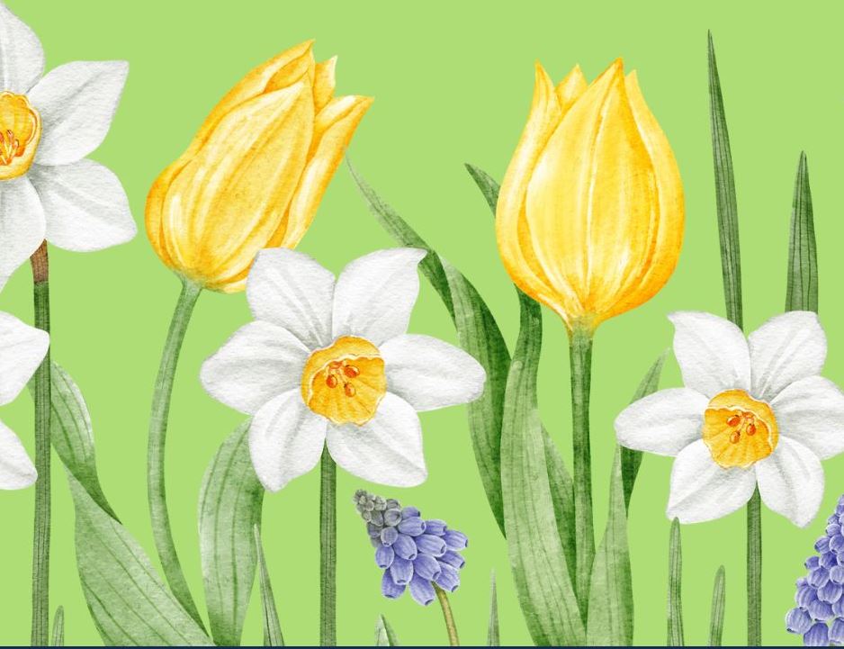 White daises, yellow tulips and purple lavender all together on a green background.