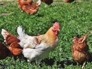 Three chickens in a field.