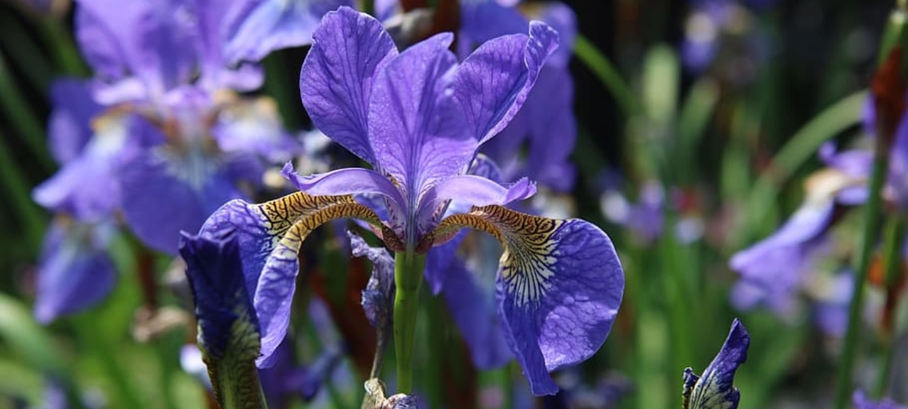 photo of iris blue purple flower