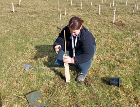 Tree planting image