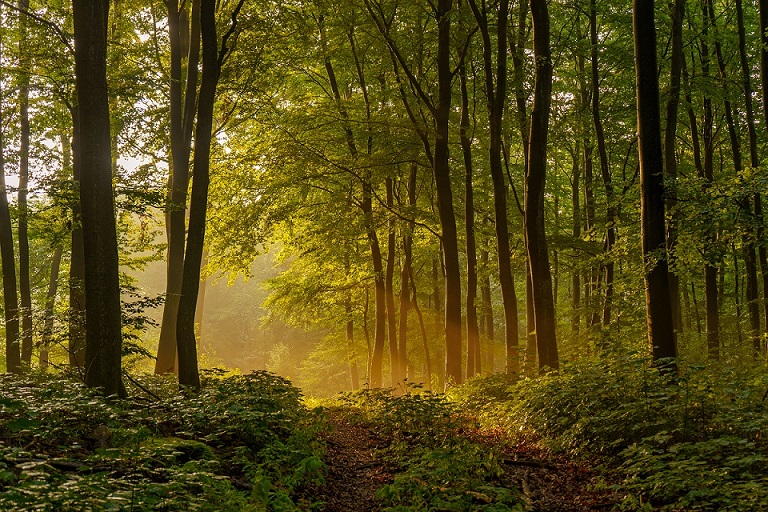 Sunset in a forest